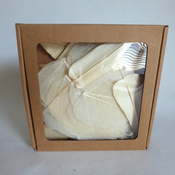 NEW NATURAL DRIED BODHI SKELETON FALL LEAF BOX DECOR SCRAPBOOK CRAFT ODDITY - Picture 2 of 7
